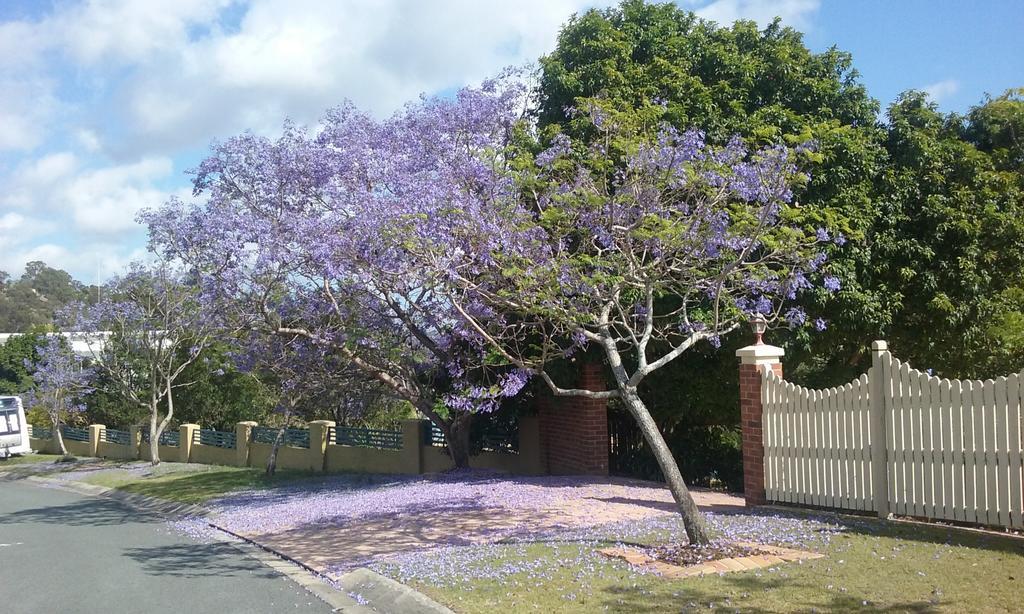 Tranquil Garden Hideaway Apartment Ormeau Luaran gambar